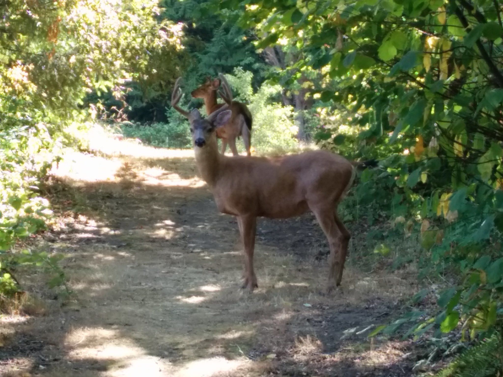 ../images/trails/highlands_south//Two deer appear on the trail near 138th Ave SE.jpg